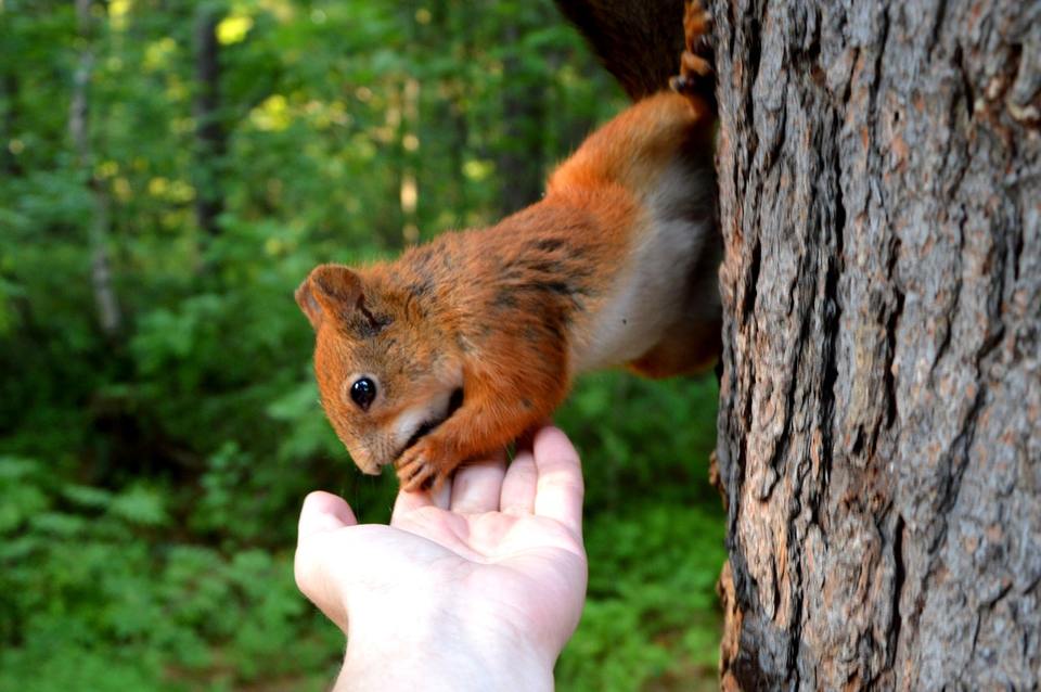 
Maitinti voveres reikėtų sąmoningai, tik sunkiausiais laikotarpiais, kai voverės pačios nesugeba rasti maisto.
